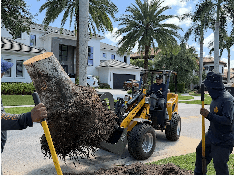 Client Work Tree Maid Tree Boynton Beach FL
