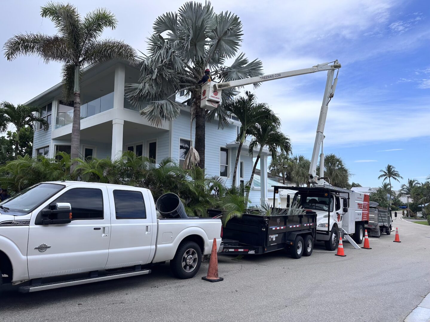Tree Maid Tree Services – South Florida Premium Tree Trimming Service