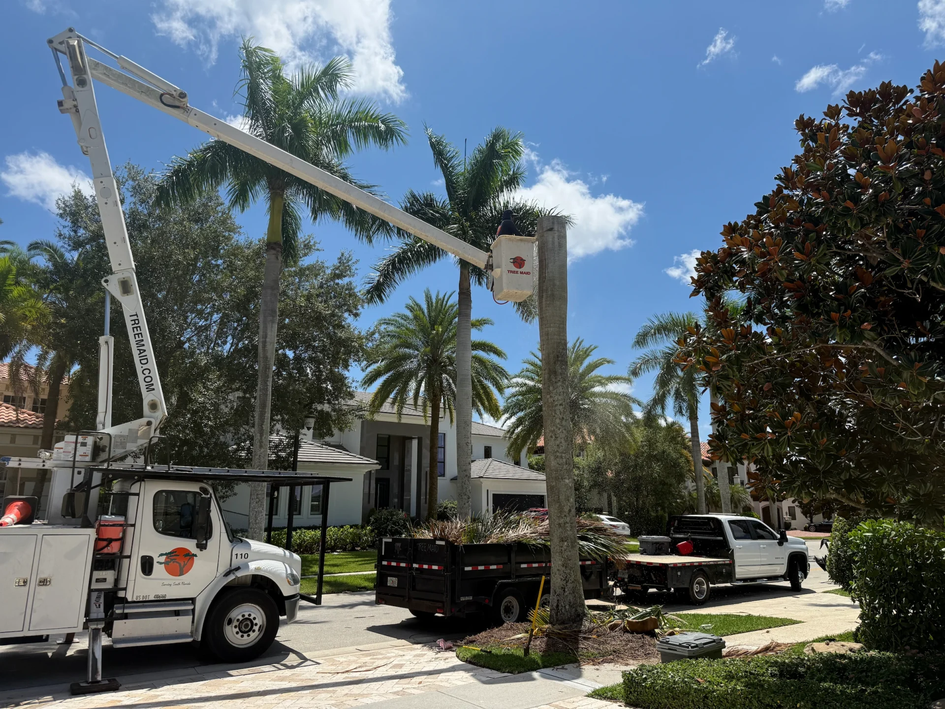 Tree Maid Tree Removal 003 in Palm Beach County, FL