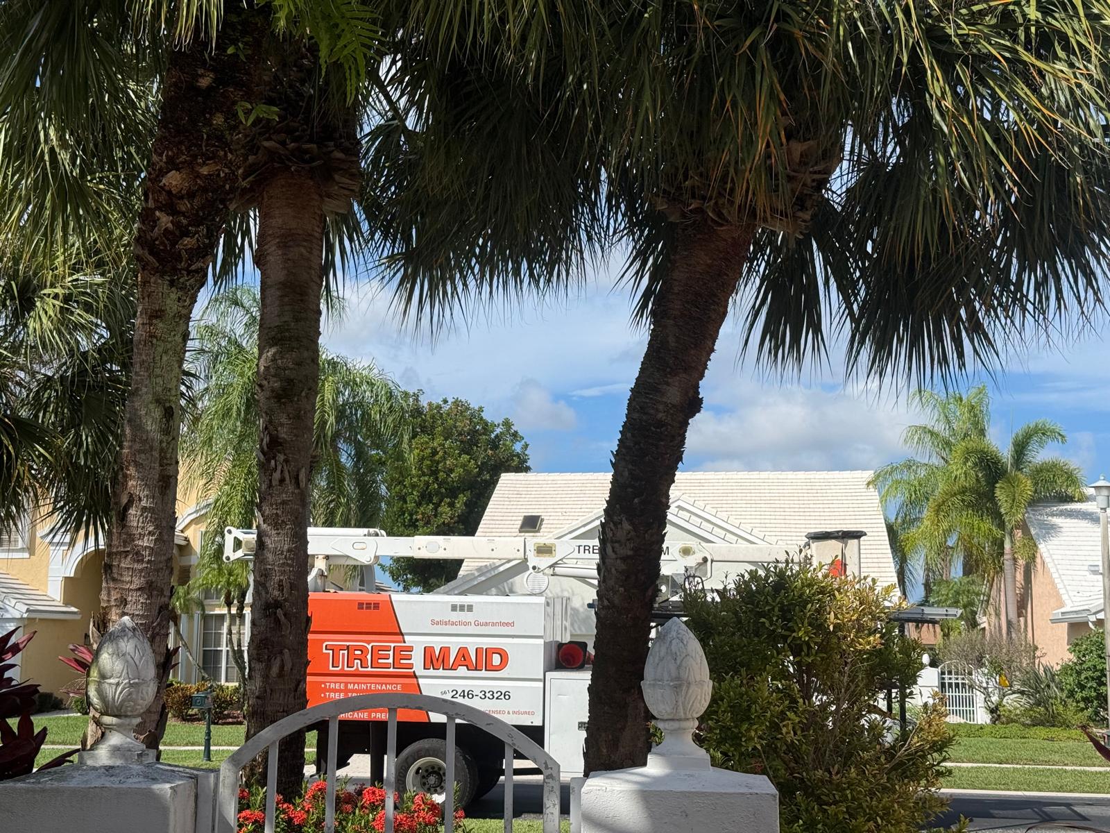 Residential palm trimming , tree removal, and HOA tree maintenance in Lake Worth Beach and nearby cities by Tree Maid Tree care