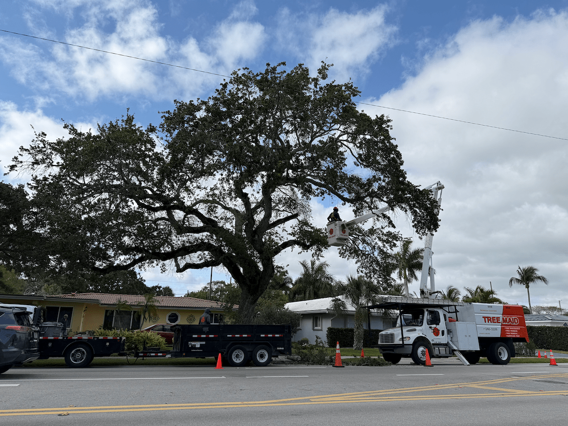Tree trimming tree service being completed in Lake Worth by Tree Maid Tree Service