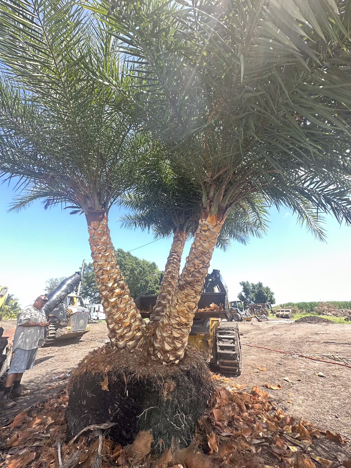 Tree Removal Services Palm Beach Country | Tree Maid Tree Services