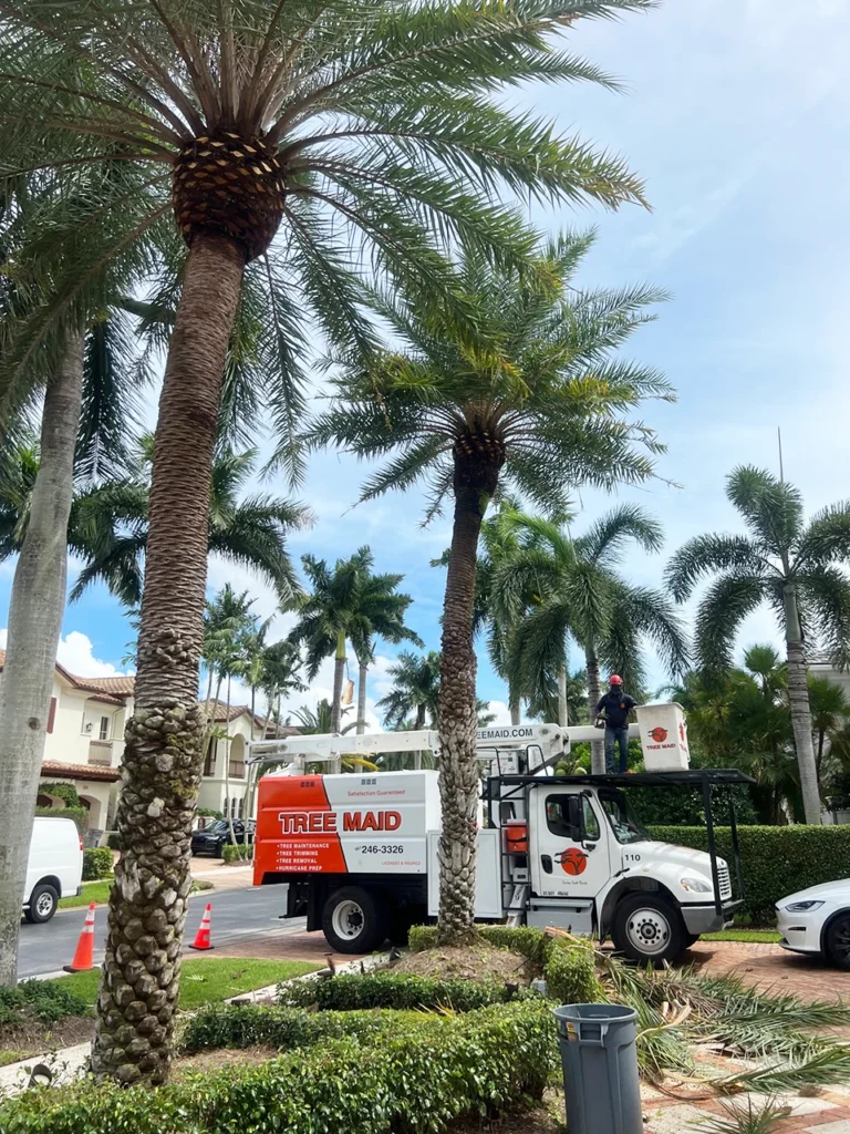 Tree Maid Tree Service crew performing tree and palm trimming in Lantana, FL
