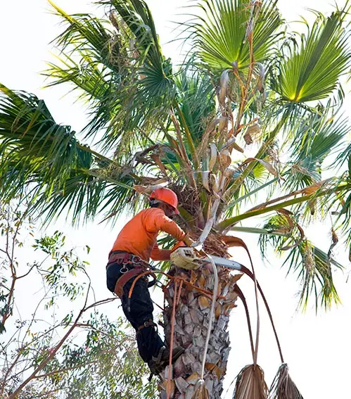 Tree Trimming Delray Beach by Tree Maid tree trimming and palm trimming in Delray Beach, FL. Person trimming a tall palm tree