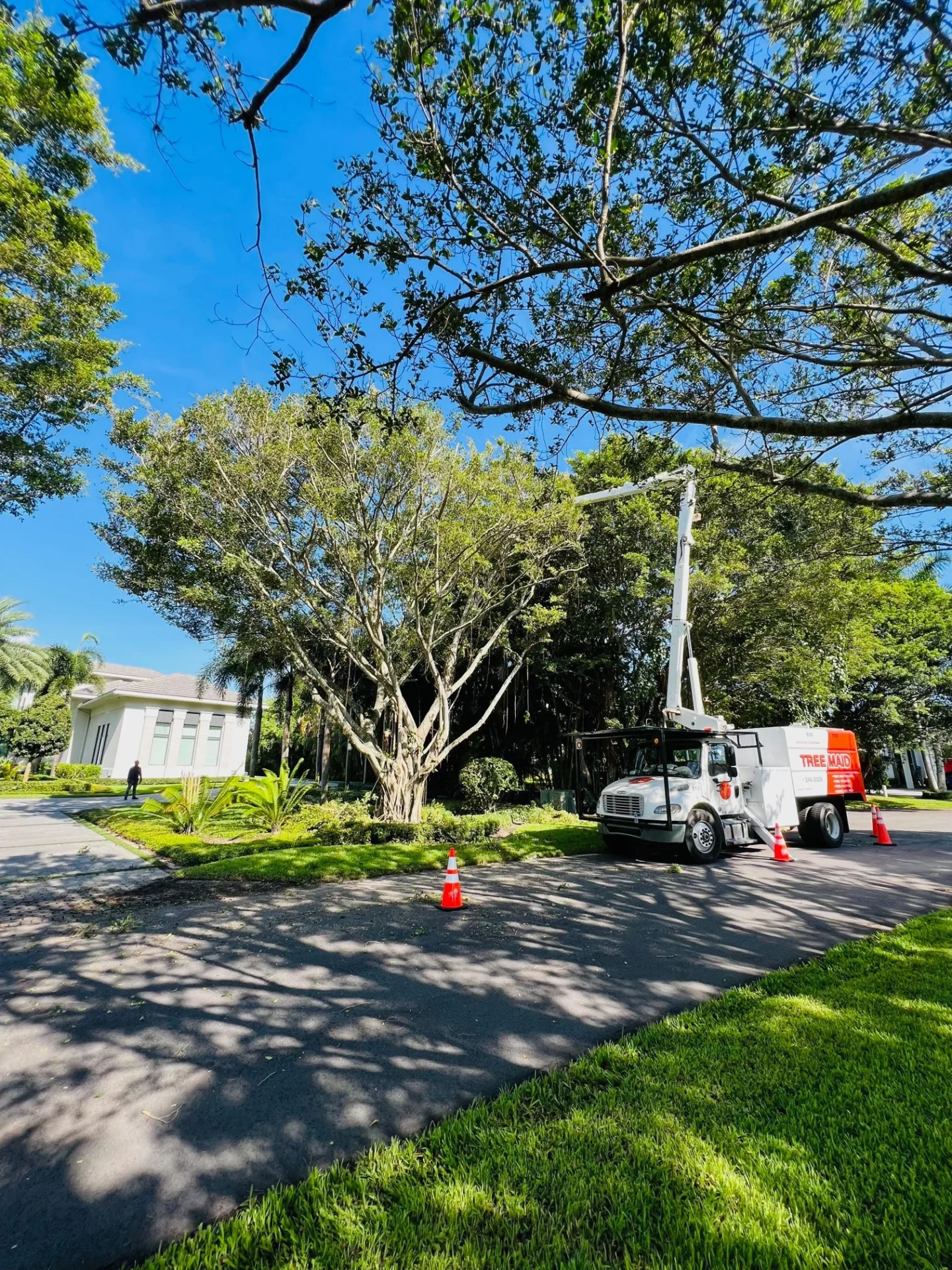 Tree Maid Tree Service crew performing tree and palm trimming in Lantana, FL