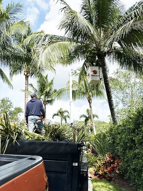 Worker trimming palm trees with equipment