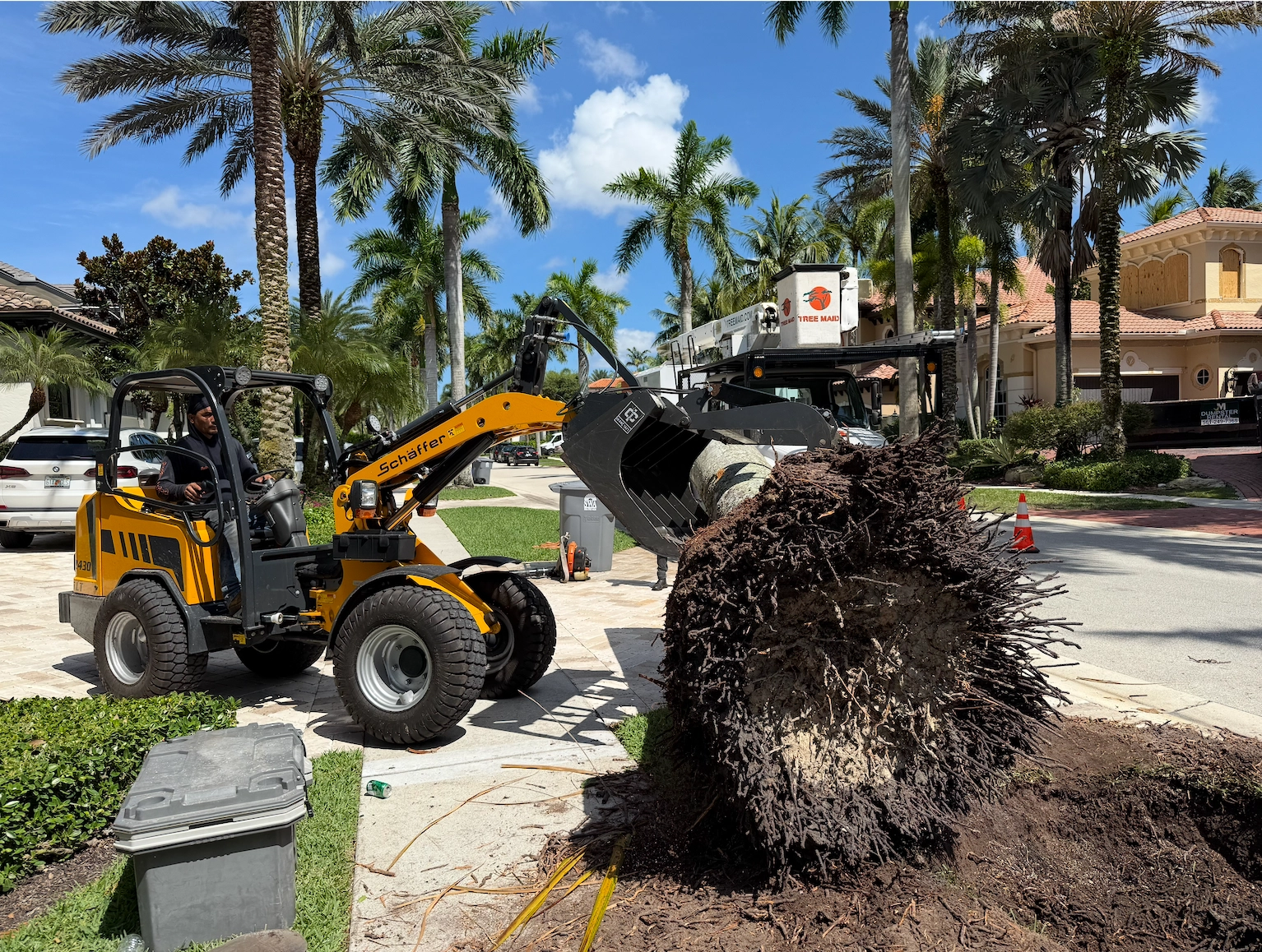 Tree Maid tree removal team taking down a large tree with rigging equipment in Palm Beach County