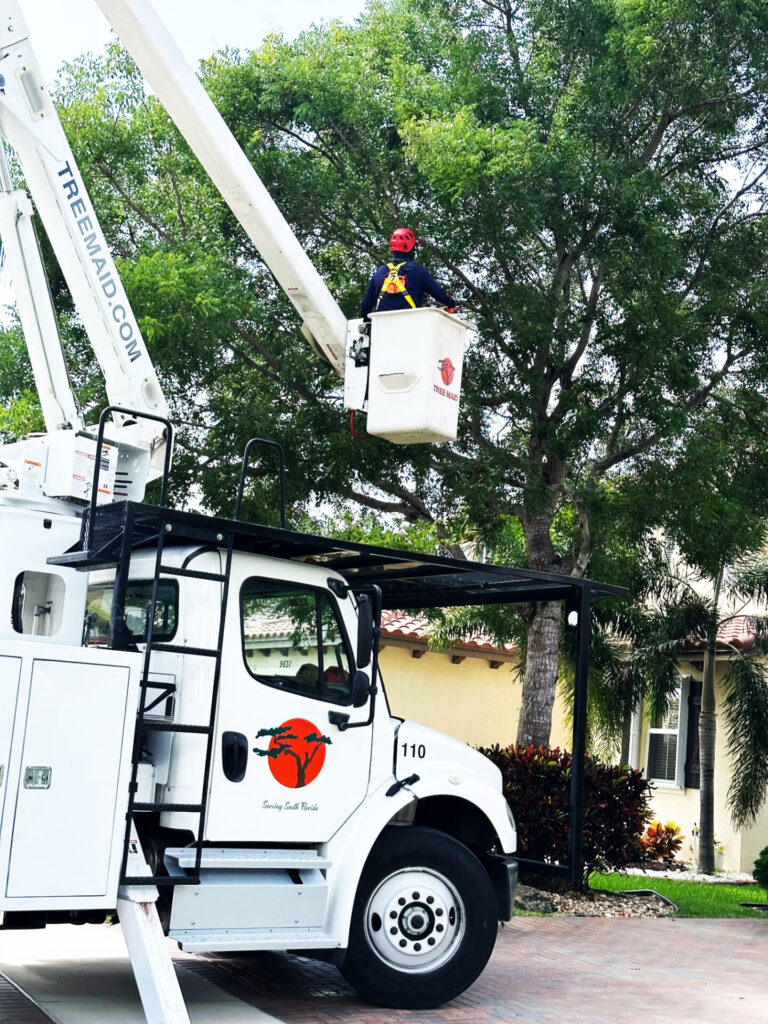 Live Oak Tree Trimming and palm tree removal by tree maid. Palm Beach County tree service in Palm Beach County, FL