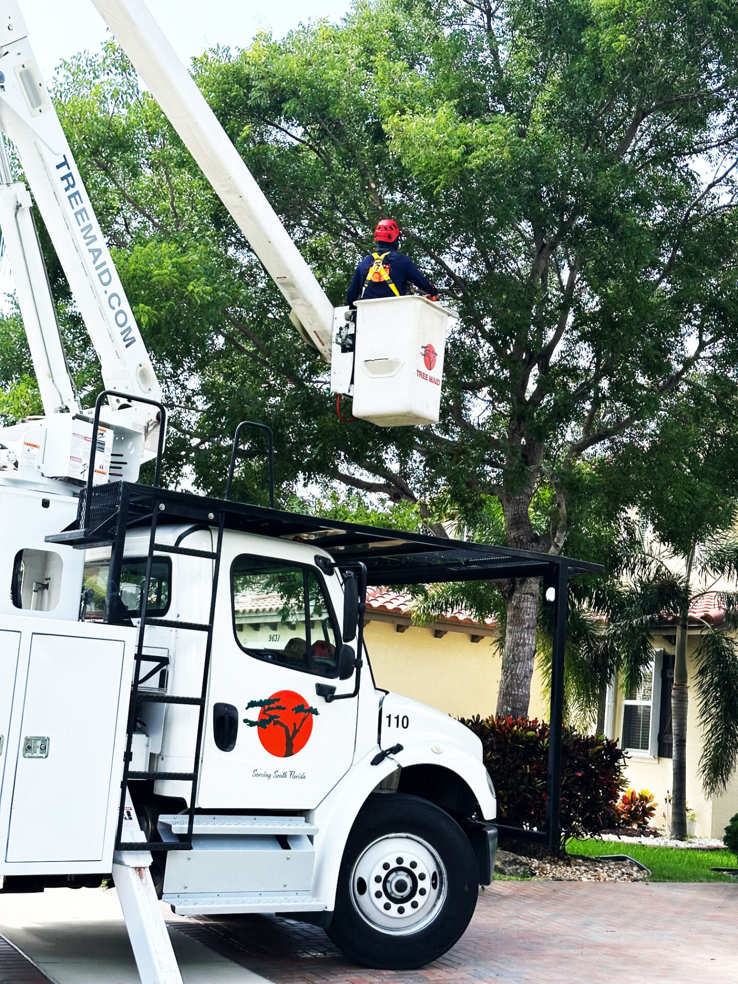 Live Oak Tree Trimming and palm tree removal by tree maid. Palm Beach County tree service