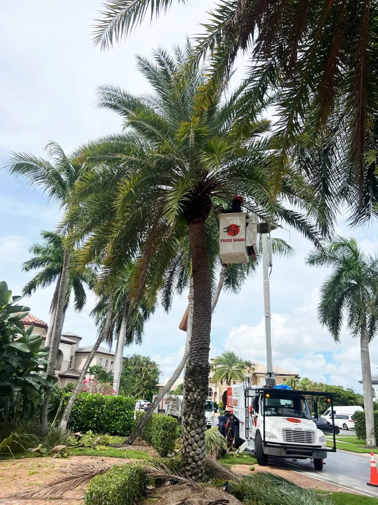 tree care and tree trimming with workers and truck for Tree Maid tree trimming and tree removal in Palm Beach County, FL