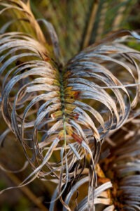 Signs of a dead palm and when your palm tree needs trimming. Tree service by Tree Maid tree service servicing Singer Island, FL
