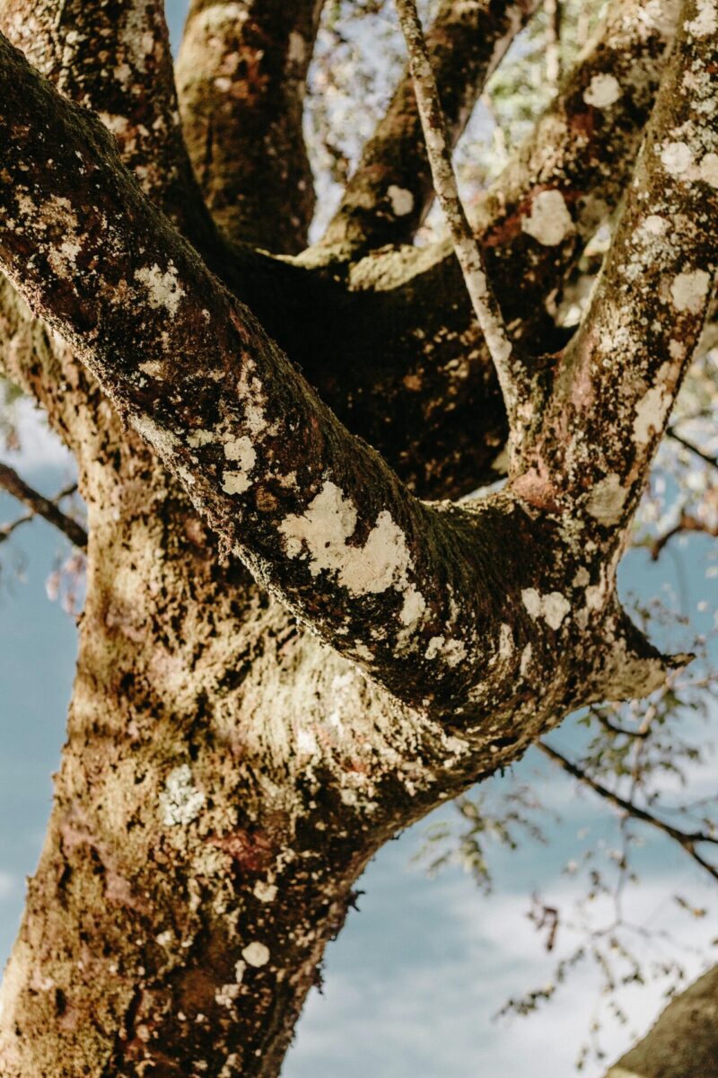 Detailed close-up view of a tree branch with moss against a clear blue sky. Diseased live oak guide for Palm Beach County property owners for tree services and trimming