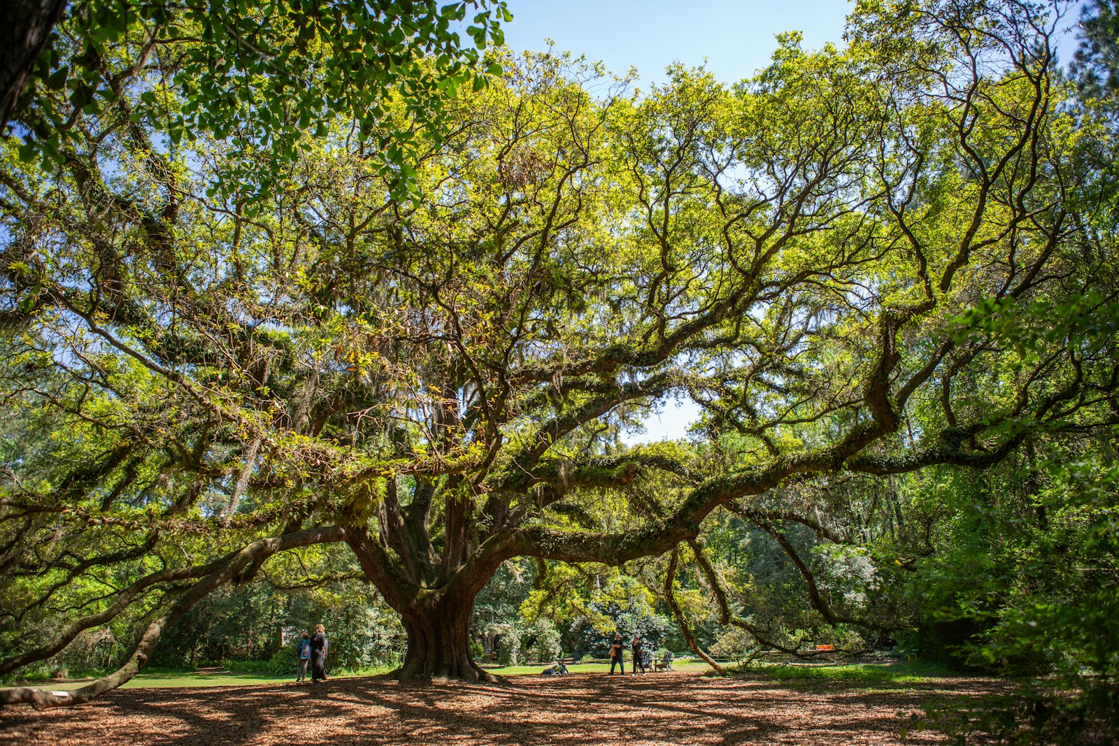 a large tree with lots of leaves in a park. Professional tree service and trimming live oak or queen palms