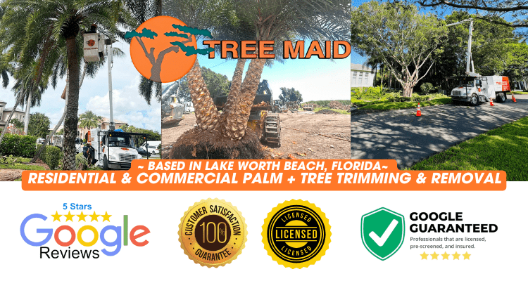 Tree Maid Tree Service Lake Worth Beach Servicing Lake Worth Beach and nearby cities for Tree Trimming, Palm Pruning, Removal, & Maintenance