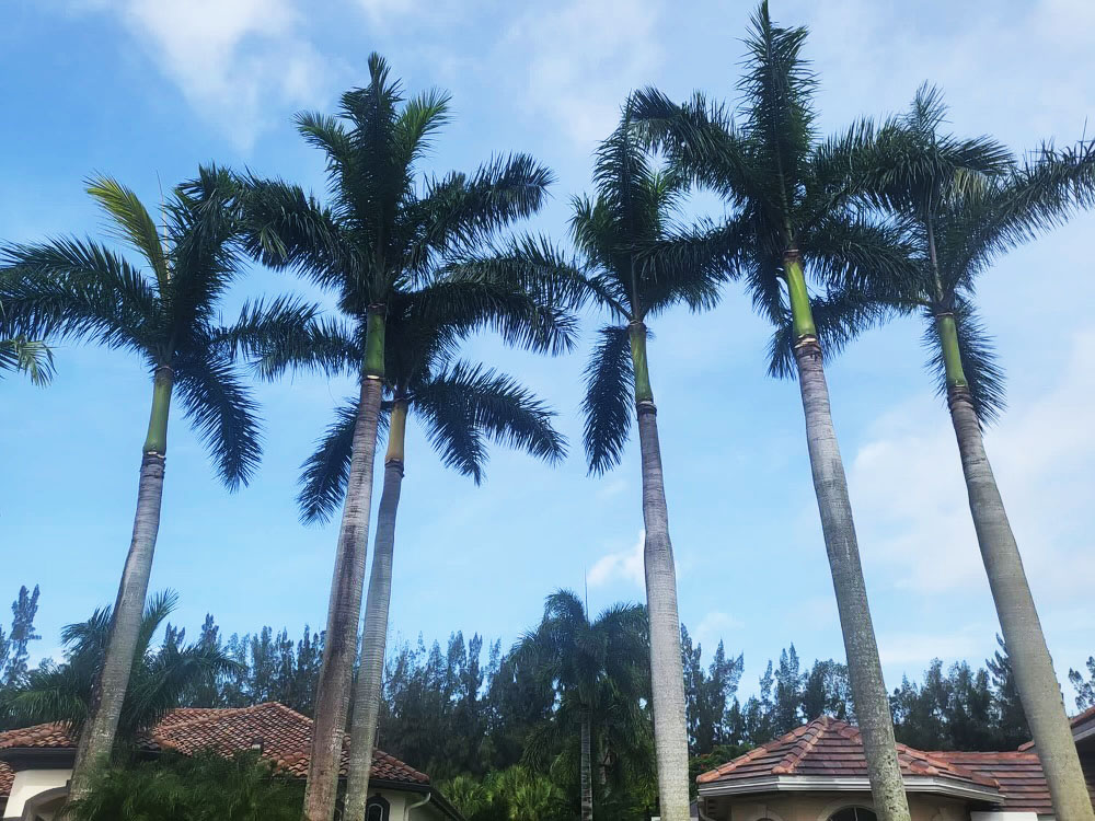 Tree Trimming and tree removal by Tree Maid tree service in Palm Beach County