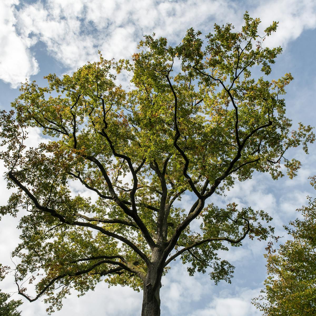 pexels photo - Tree Maid Tree Service, Palm Beach County FL