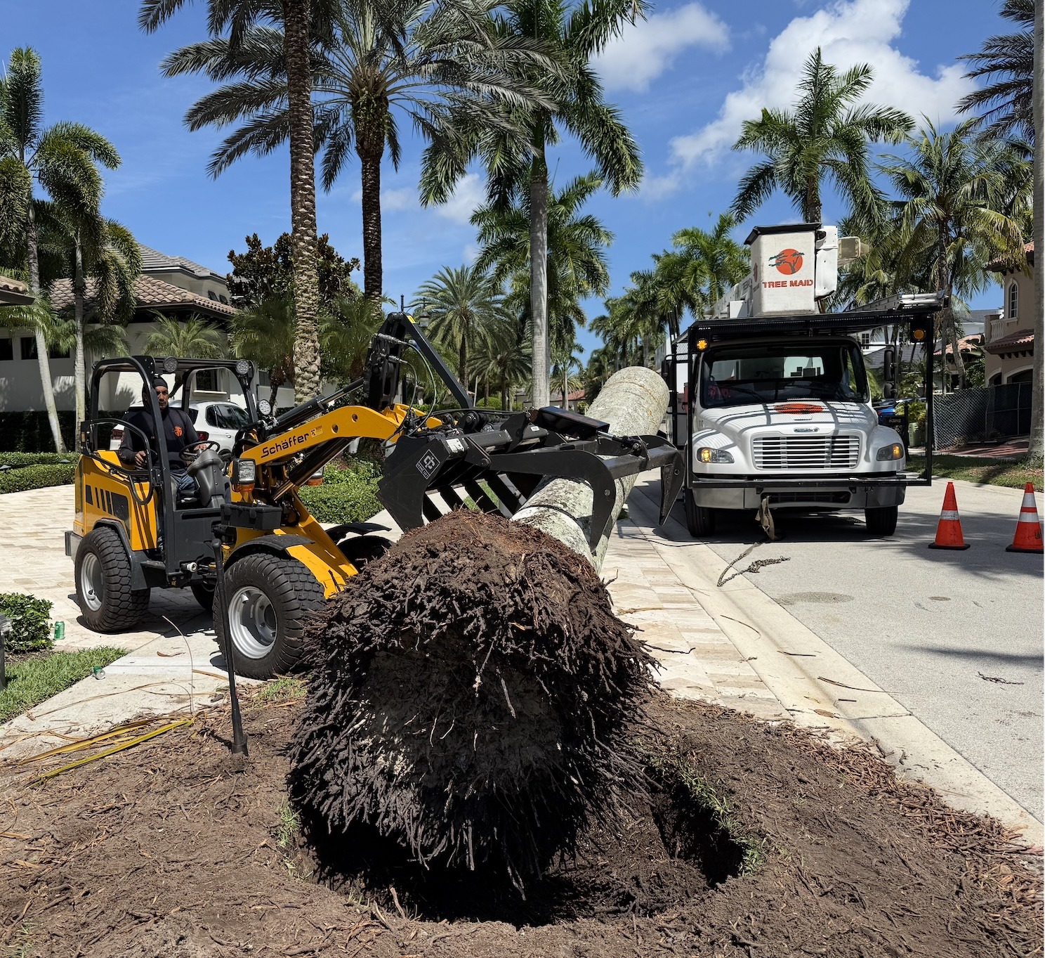 Tree Maid crew performing safe tree removal at a residential property in Palm Beach County, FL