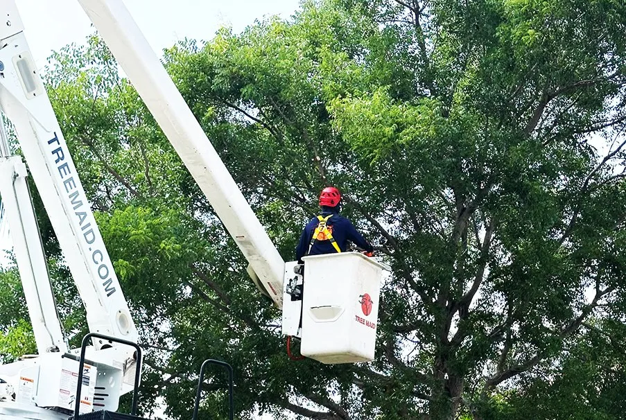 Emergency tree removal team from Tree Maid working safely in Lake Worth