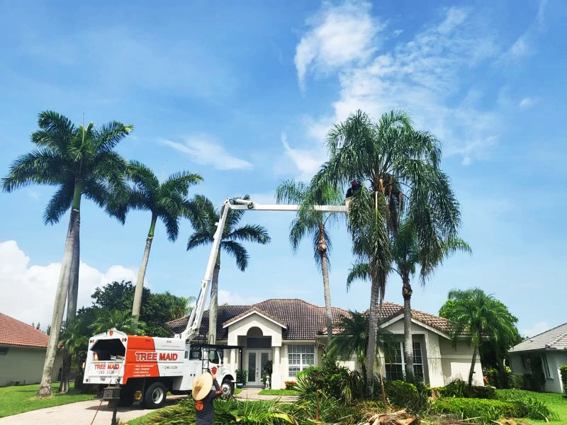 Palm Beach County Palm trimming, tree removal, and tree maintenance for commercial and residential properties by Tree Maid Tree Care