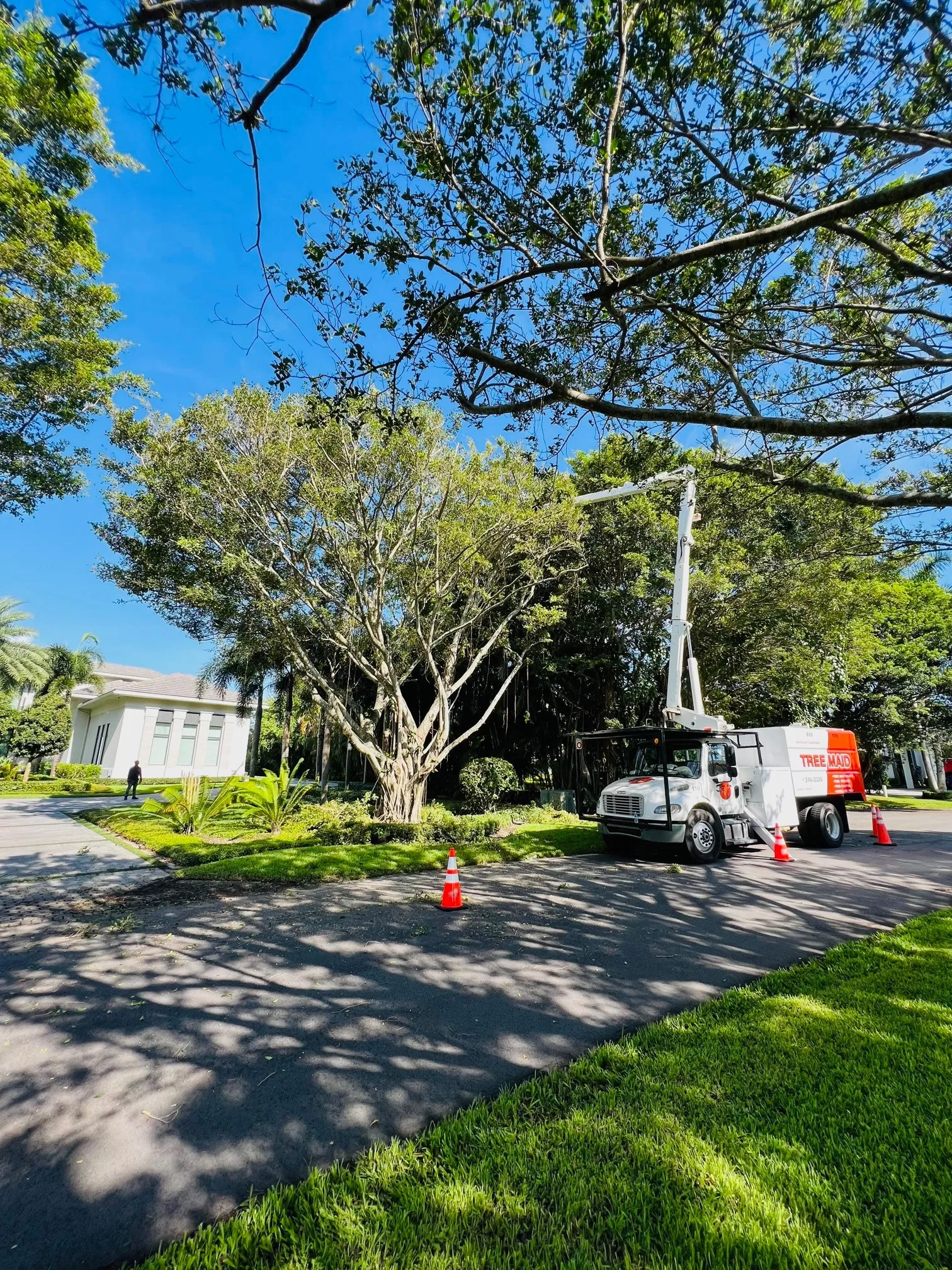 Tree trimming truck working on a large tree in a landscaped area.