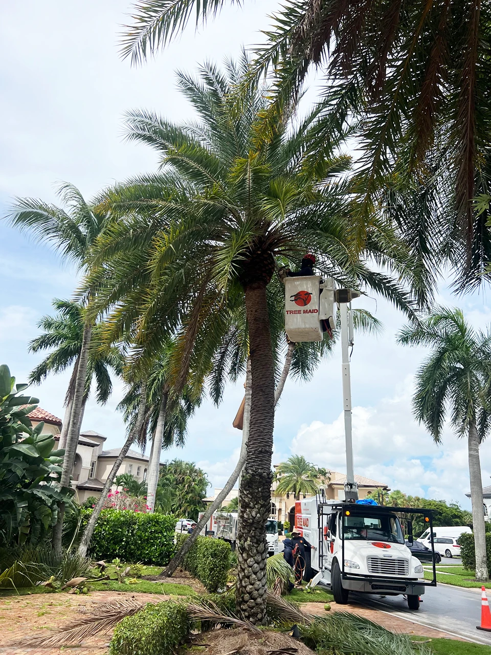 Image of Tree Maid Tree Service in Lake Worth Beach, FL trimming a trim at a homeowners residence.